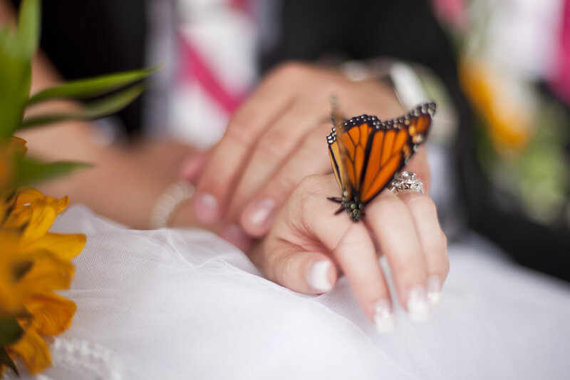 Monarch Butterfly on Hand — Orange