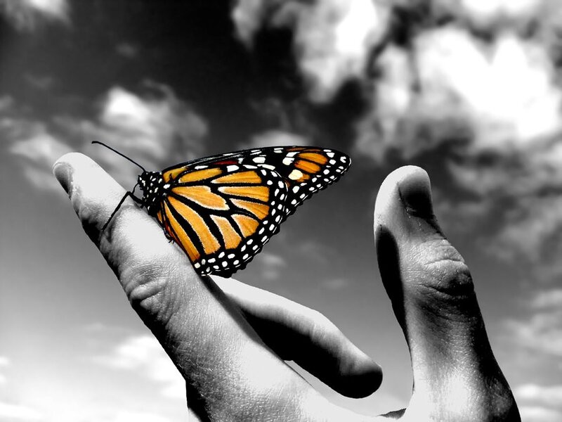 Monarch Butterfly on Hand