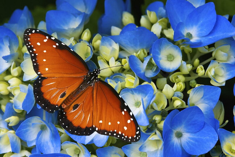 Monarch Butterfly on Hydrangea