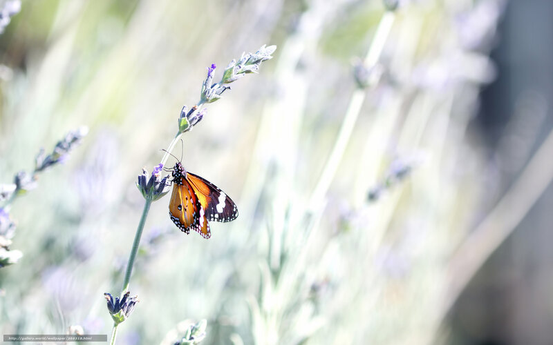 Monarch Butterfly on Lavender — Orange