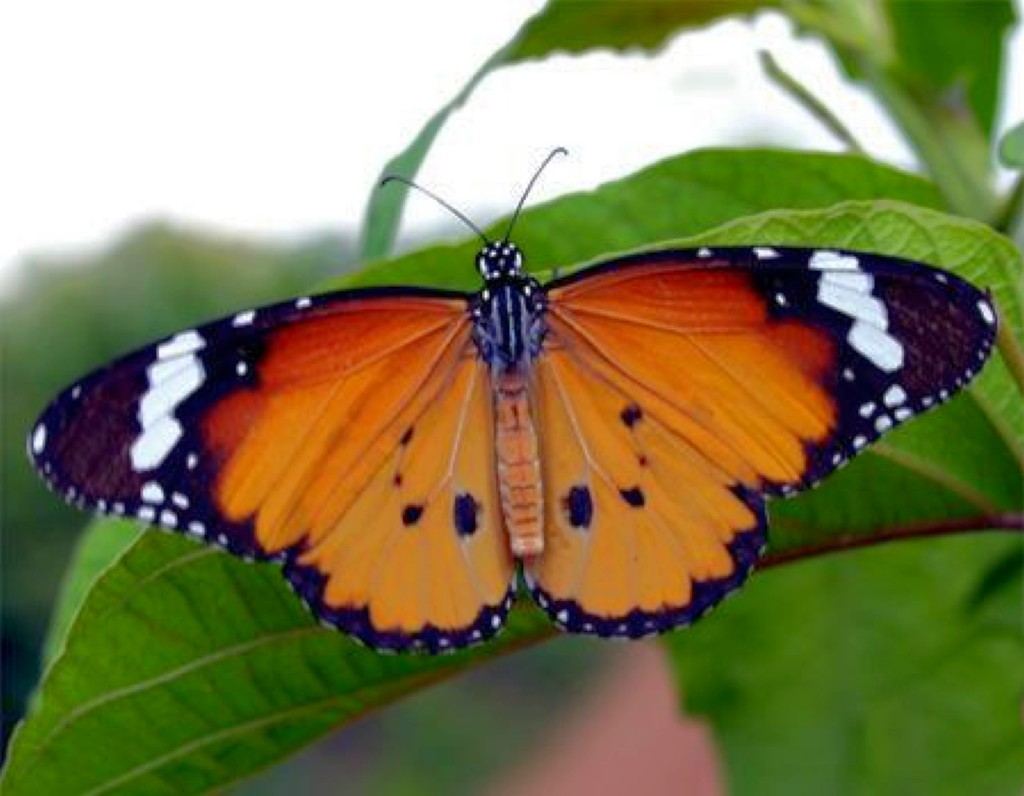 Monarch butterfly on leaf