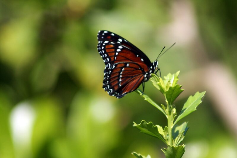 Monarch Butterfly on Leaf — Black, Calm