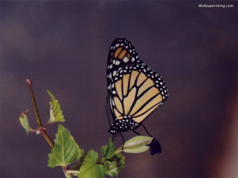 Monarch Butterfly on Leaf — Black