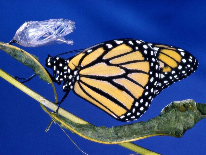 Monarch Butterfly on Leaf — Blue