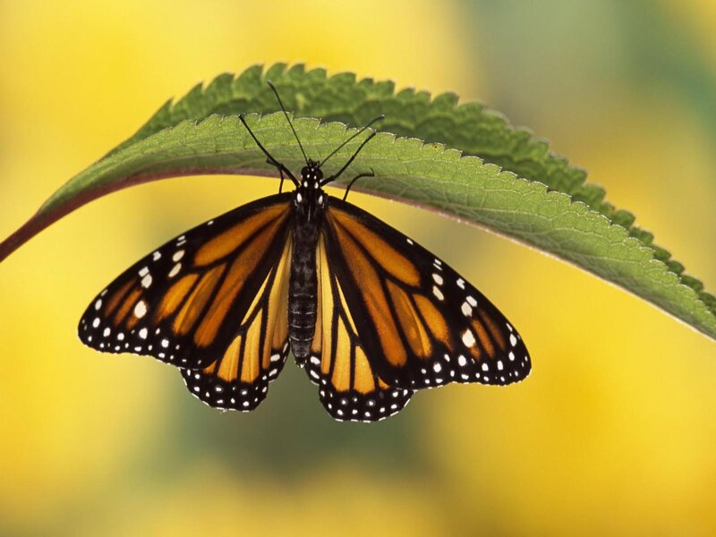 Monarch Butterfly on Leaf — Green, Calm, Afternoon, Photograph, Yellow Background