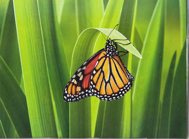 Monarch Butterfly on Leaf — Green, Calm, Afternoon