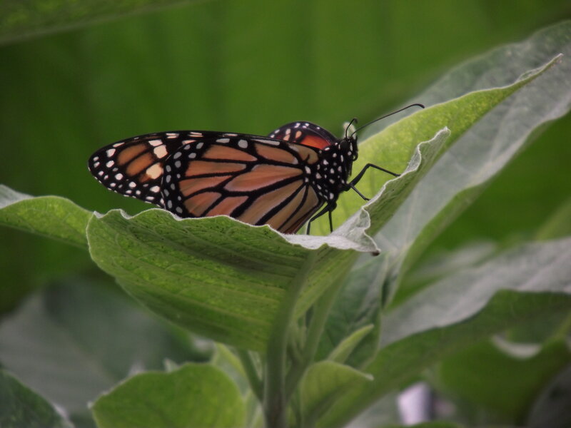 Monarch Butterfly on Leaf — Green, Calm, Photograph