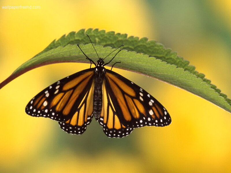 Monarch Butterfly on Leaf — Green, Calm, Photograph, Yellow Background