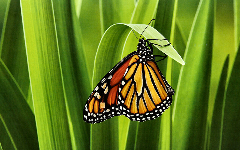 Monarch Butterfly on Leaf — Green, Calm