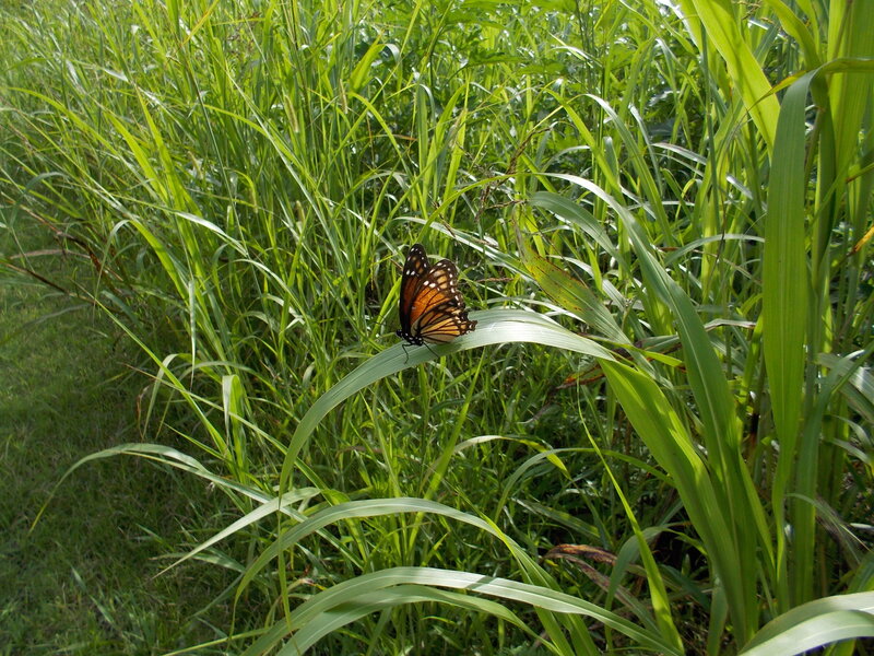 Monarch Butterfly on Leaf — Green, Serene