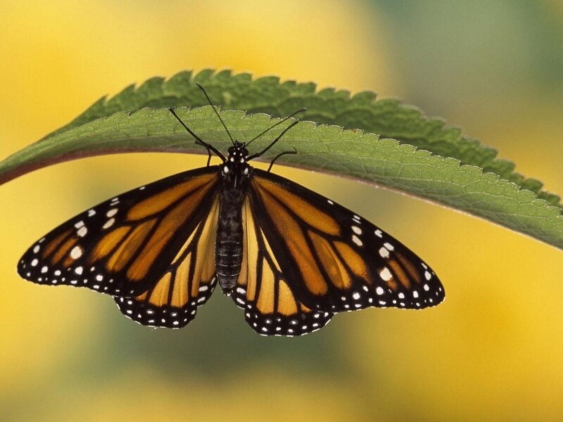 Monarch Butterfly on Leaf — Green
