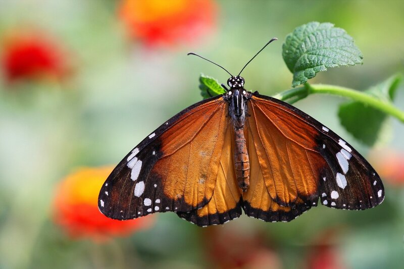 Monarch Butterfly on Leaf — Orange, Calm, Afternoon, Photograph, Flower