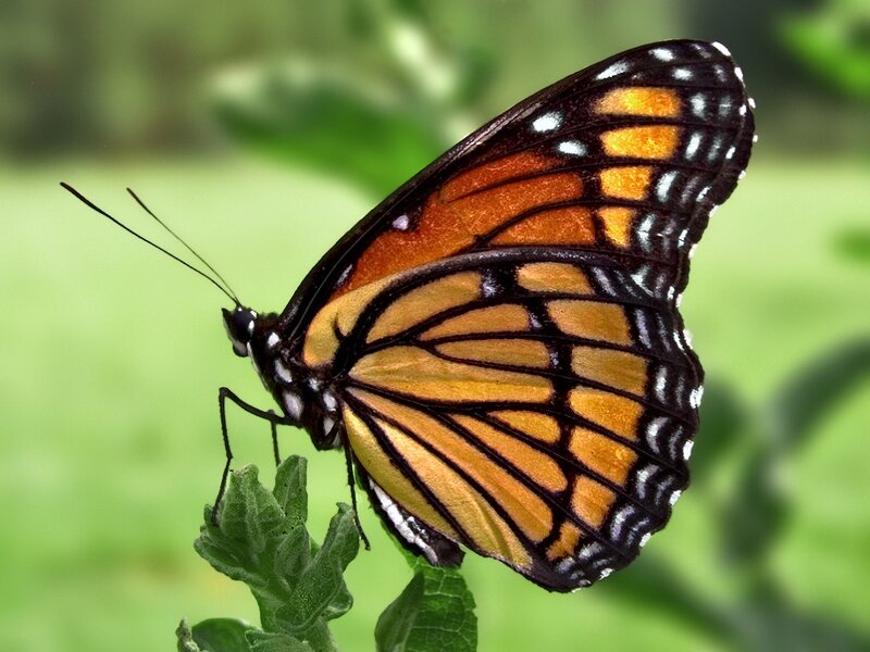 Monarch Butterfly on Leaf — Orange, Calm, Afternoon, Photograph, Green Background