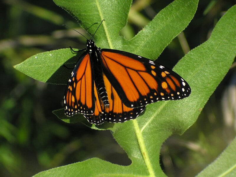 Monarch Butterfly on Leaf — Orange, Calm, Afternoon, Photograph