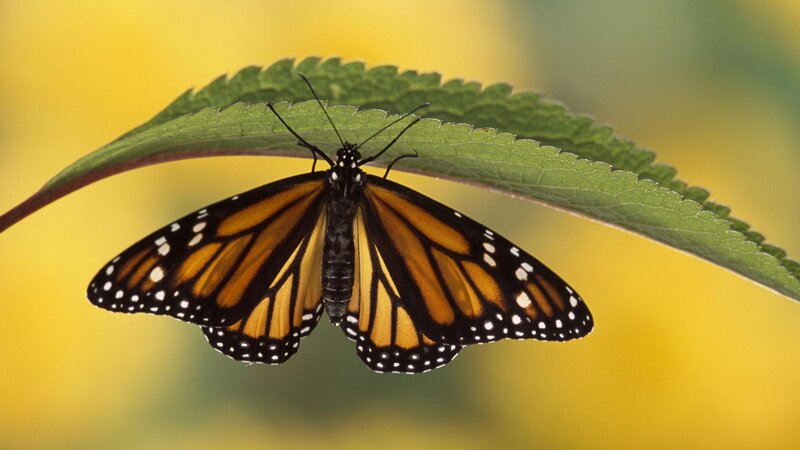 Monarch Butterfly on Leaf — Orange, Calm, Afternoon, Photograph, Yellow Background