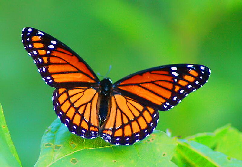 Monarch Butterfly on Leaf — Orange, Calm, Afternoon