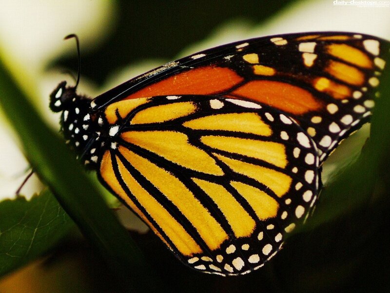 Monarch Butterfly on Leaf — Orange, Calm, Photograph, Black