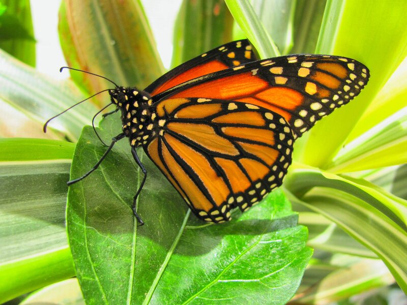 Monarch Butterfly on Leaf — Orange, Calm, Photograph