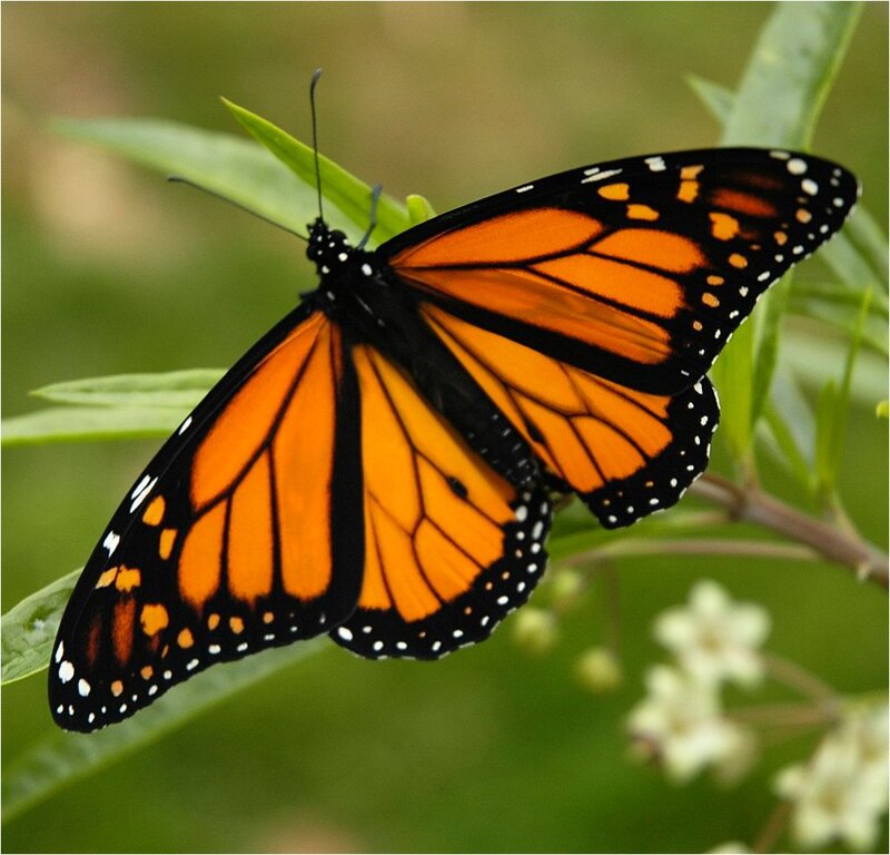 Monarch Butterfly on Leaf — Orange, Calm