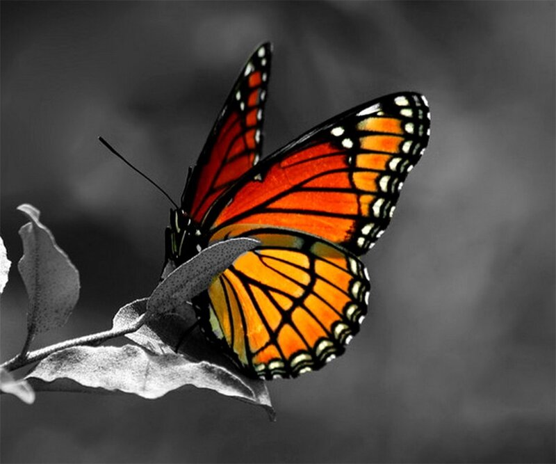 Monarch Butterfly on Leaf — Orange, Dramatic