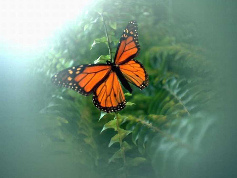 Monarch Butterfly on Leaf — Orange, Serene, Photograph