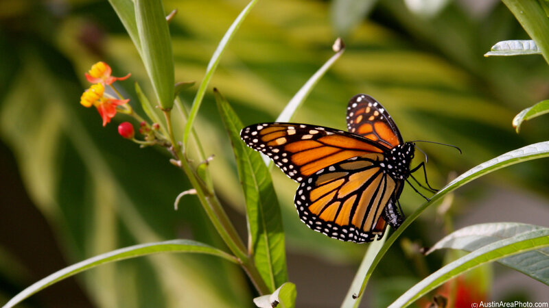 Monarch Butterfly on Leaf — Orange, Serene