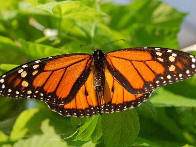 Monarch Butterfly on Leaf — Orange