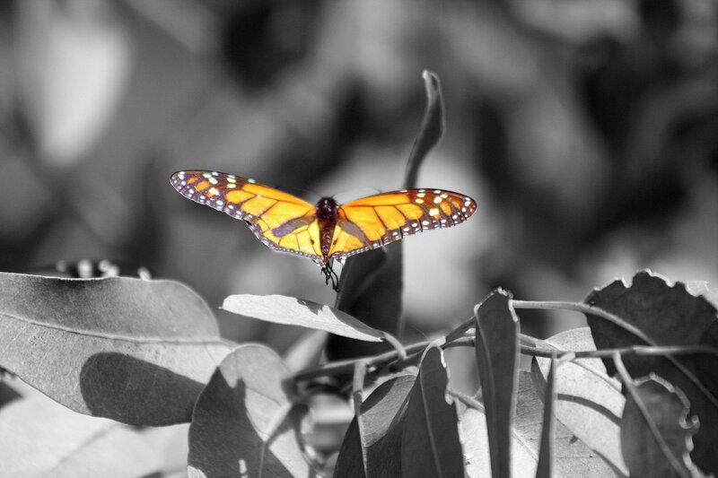 Monarch butterfly on leaf
