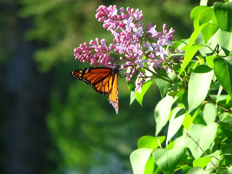 Monarch Butterfly on Lilac — Orange