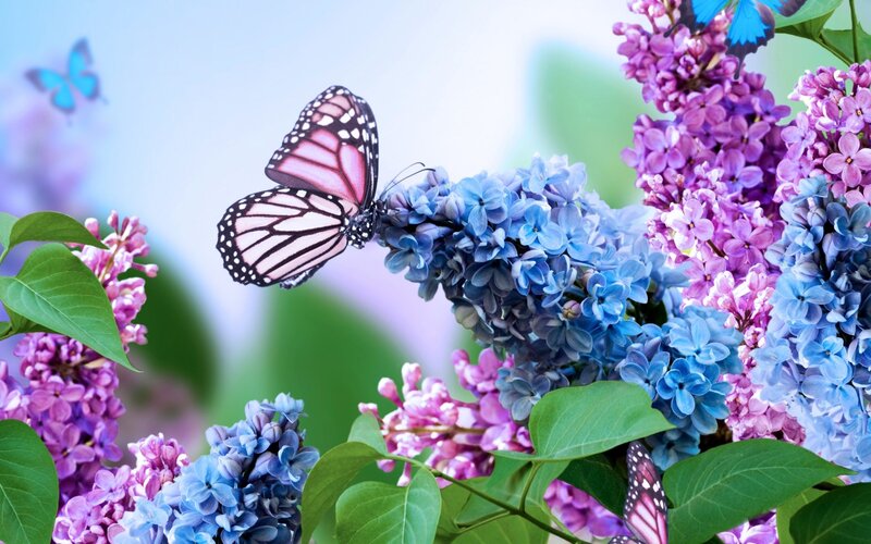 Monarch Butterfly on Lilac — Purple