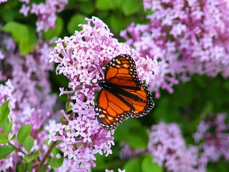 Monarch Butterfly on Lilac