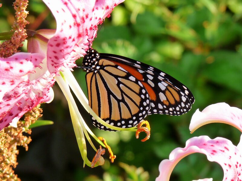 Monarch Butterfly on Lily — Pink
