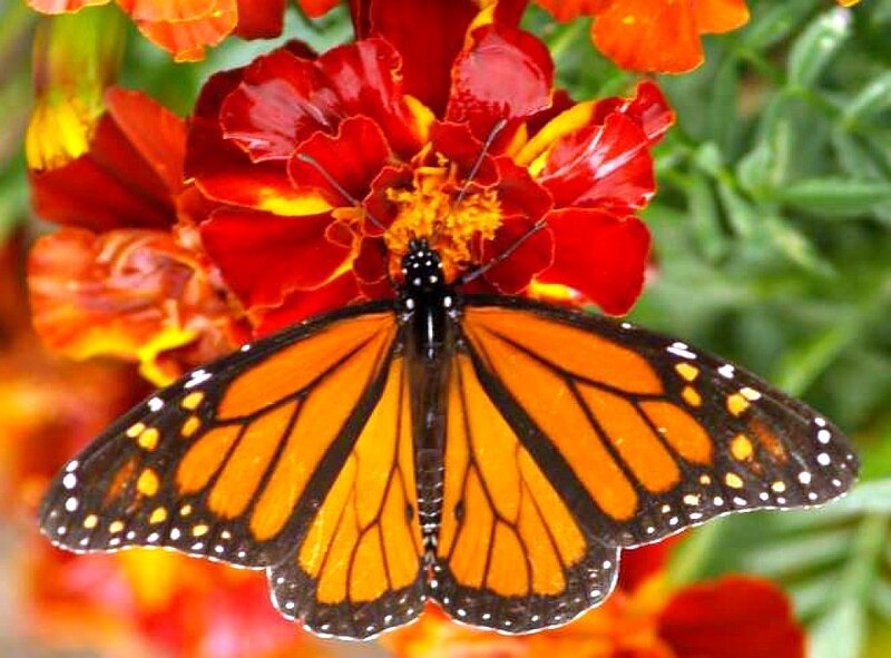Monarch butterfly on marigold