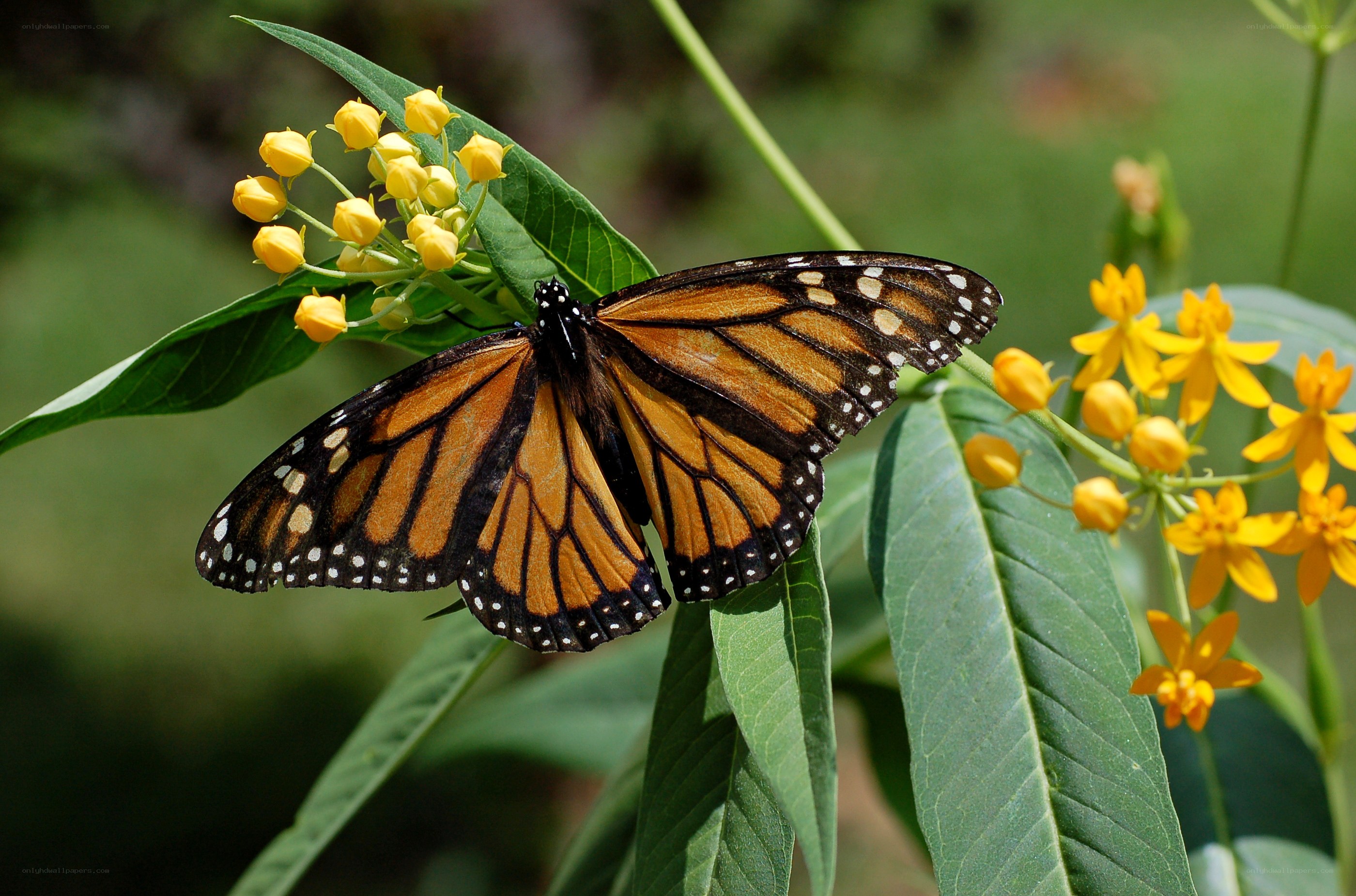 Monarch butterfly on milkweed