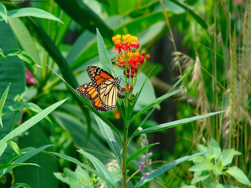 Monarch butterfly on milkweed