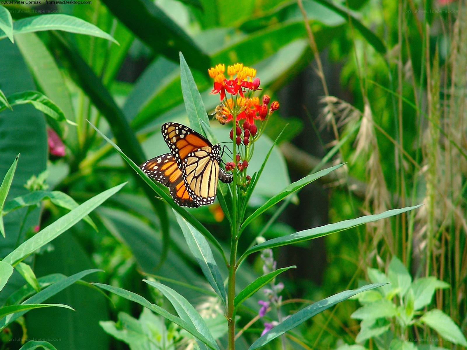 Monarch butterfly on milkweed