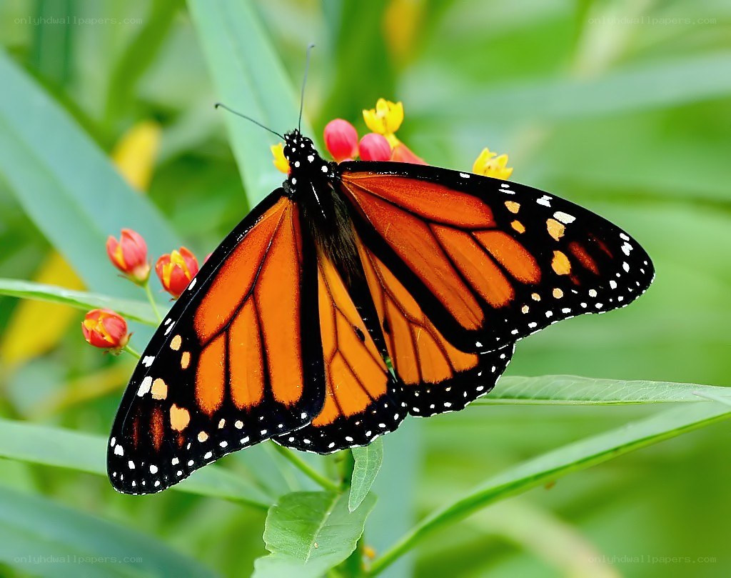 monarch butterfly on milkweed