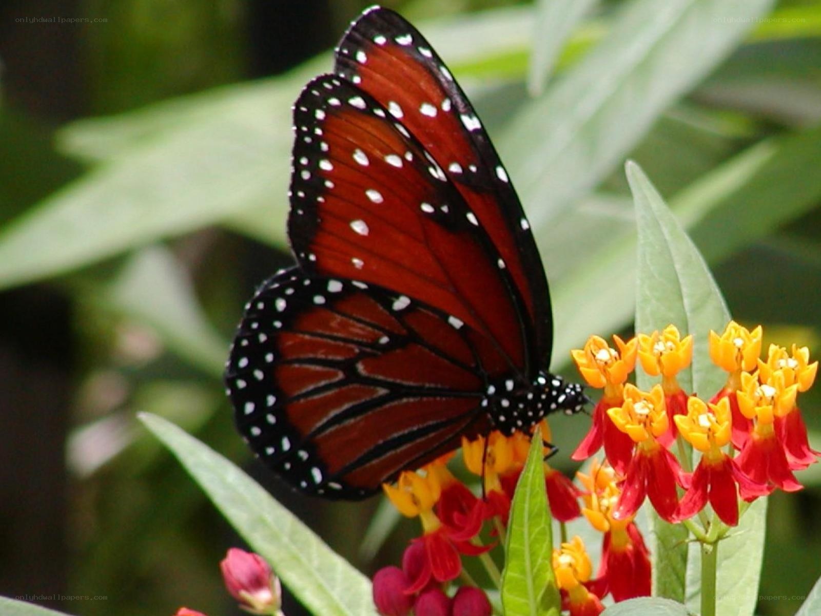 Monarch butterfly on milkweed