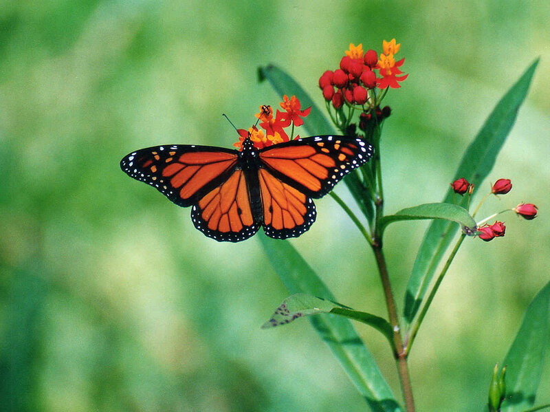 Monarch butterfly on milkweed