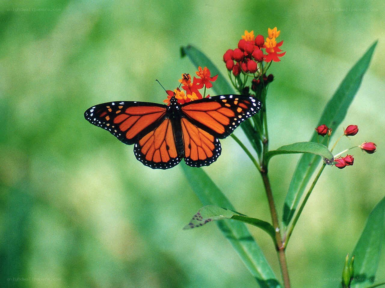 Monarch butterfly on milkweed