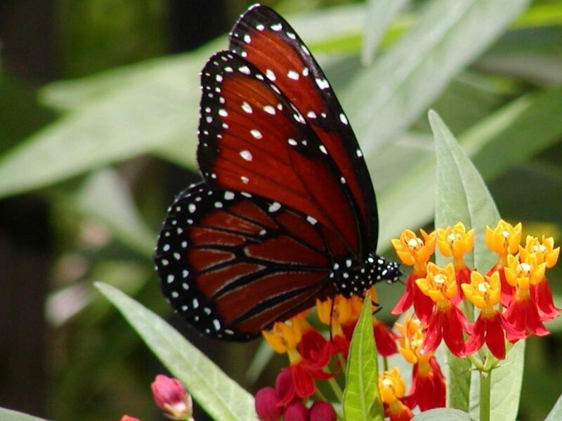 Monarch butterfly on milkweed