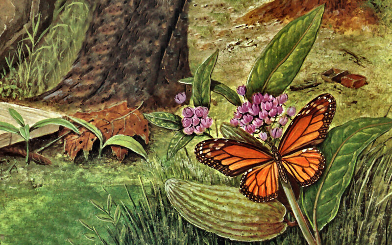 Monarch Butterfly on Milkweed — Green