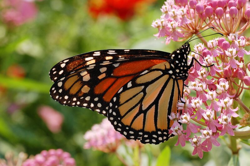 Monarch butterfly on milkweed