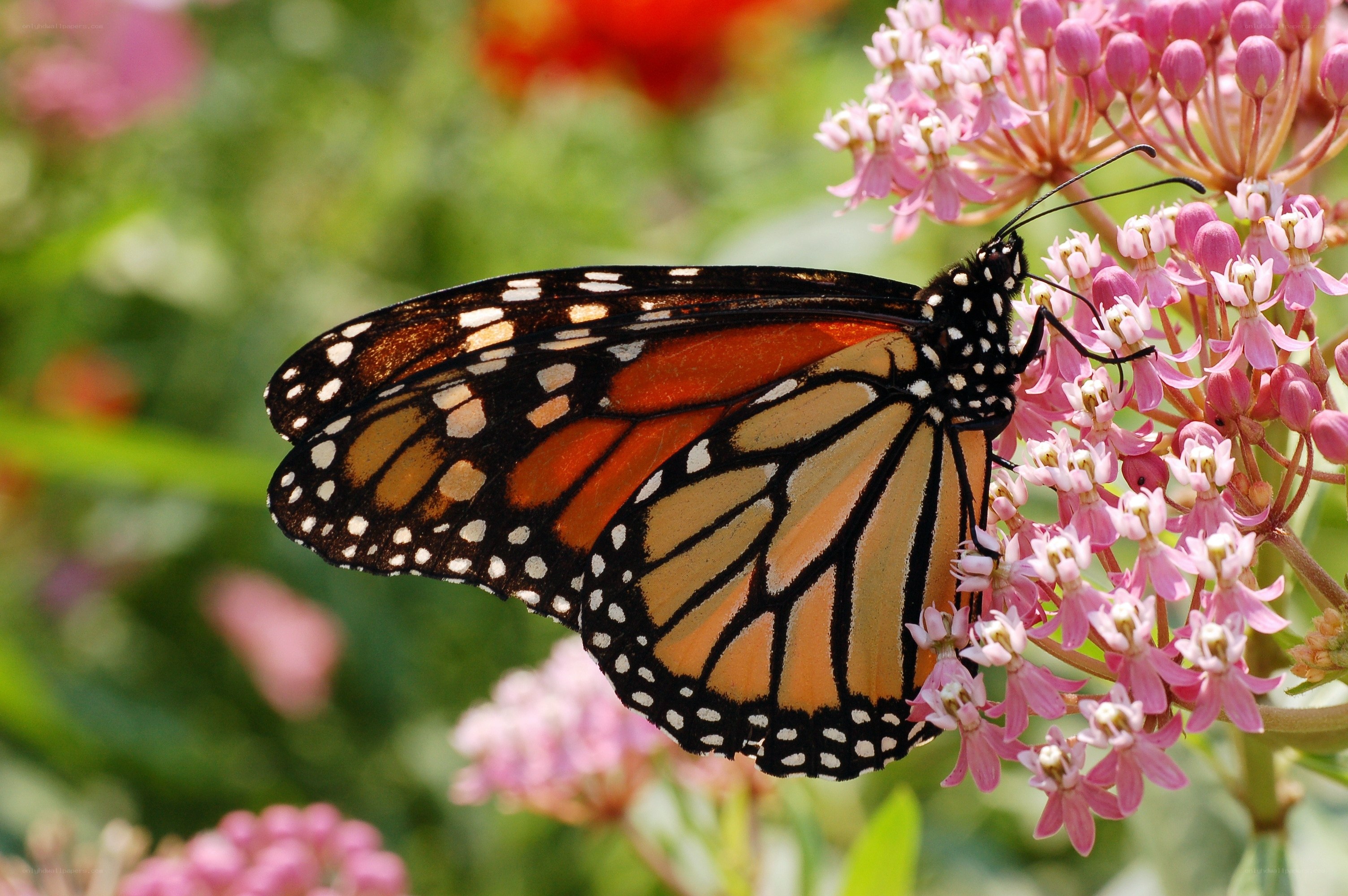 Monarch butterfly on milkweed