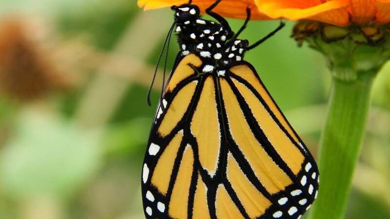 Monarch butterfly on orange flower