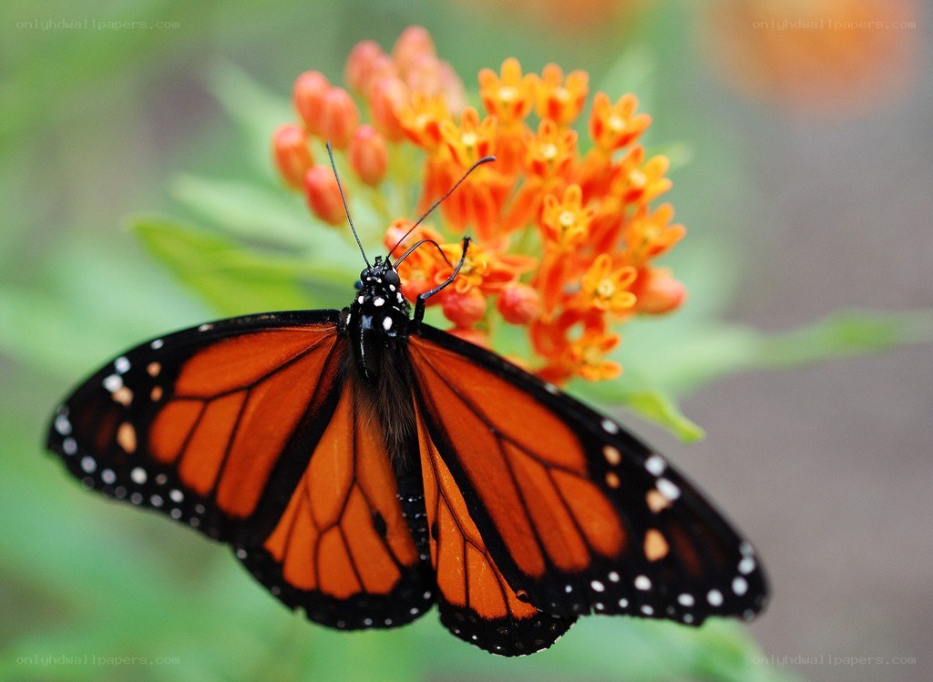 Monarch butterfly on orange flower