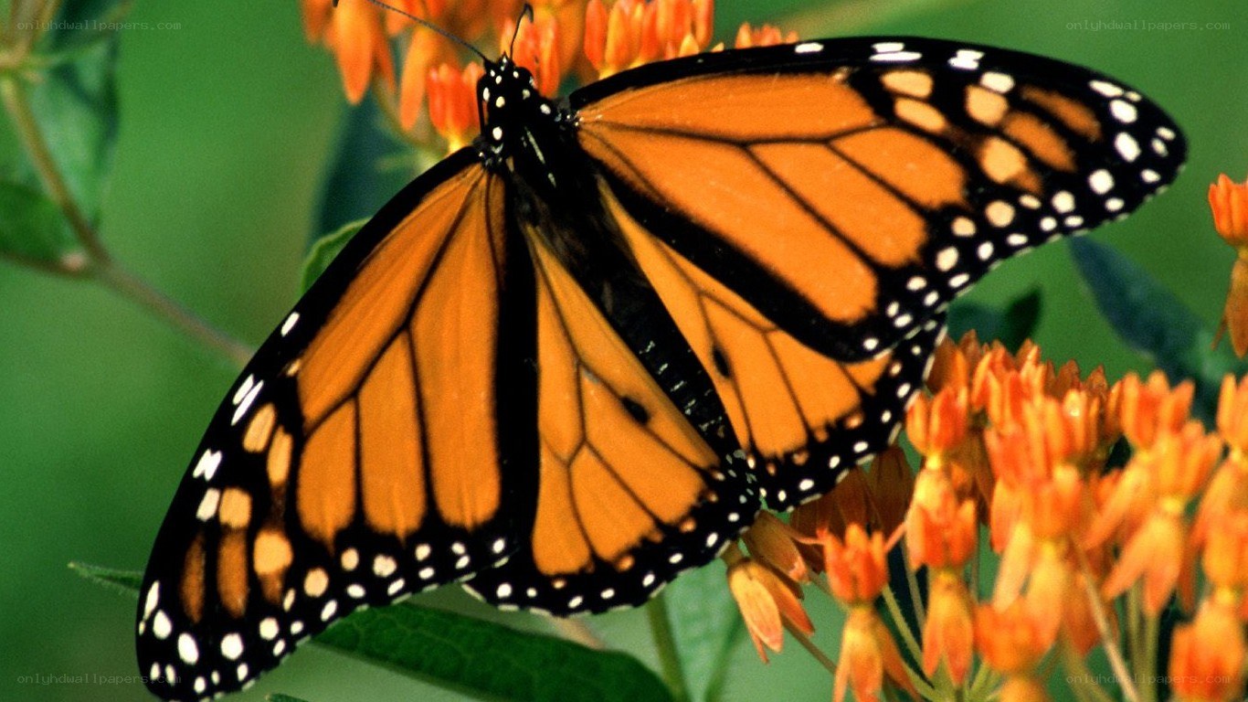 Monarch butterfly on orange flower