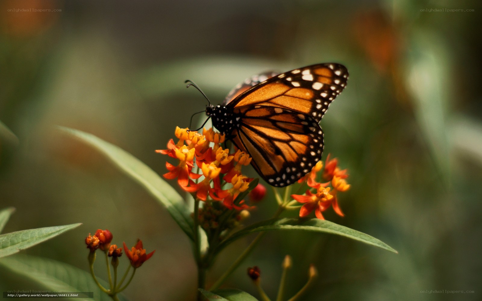 Monarch butterfly on orange flower