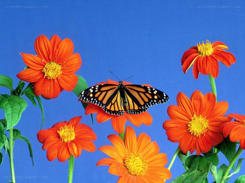 Monarch butterfly on orange flowers