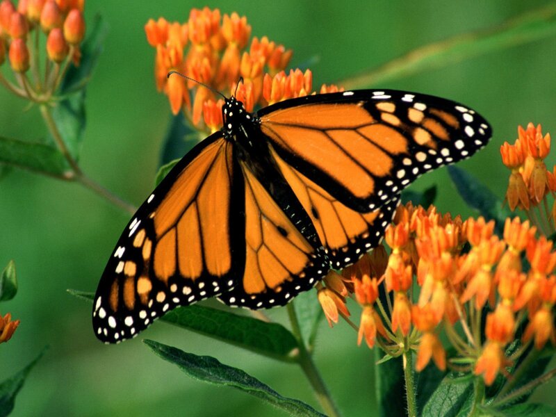 Monarch butterfly on orange flowers